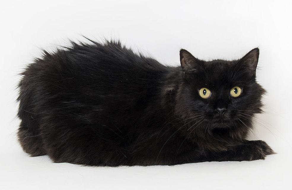 Adopt a friend: Roy